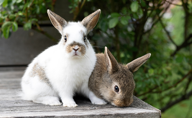 La prévention et le traitement des parasites externes chez les lapins