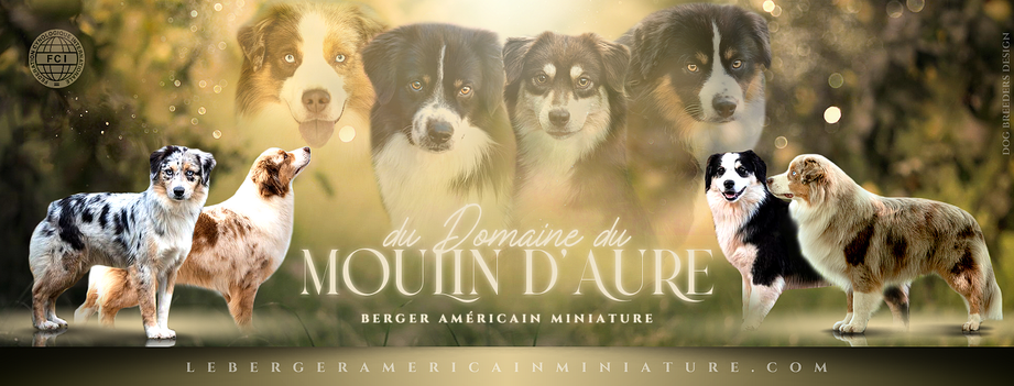 Tout ce que les nouveaux propriétaires d’un chien doivent savoir