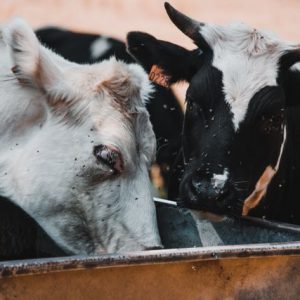 Quels équipements choisir pour nourrir et abreuver les animaux ?