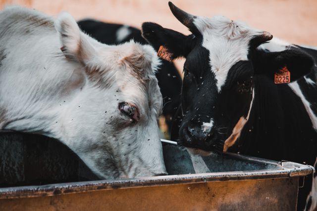 Quels équipements choisir pour nourrir et abreuver les animaux ?